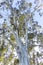 Large eucalyptus gum trees in regional Australia