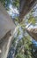 Large eucalyptus pointing to the sky at Guadiana riverside, Badajoz, Spain