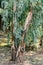 Large eucalyptus tree with lush branches in the forest.
