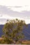 Large eucalyptus tree with neighborhood, mountain hillside ecology