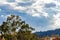 Large eucalyptus tree with neighborhood, mountain hillside ecology, homes and big sky of glowing clouds