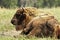 Large european bison