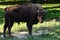 Large European bison, latin name Bison bonasus, also called Wisent or Zubor, standing next to sunlit meadow, looking forward.