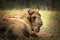 Large european bison resting on ground