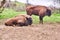 Large European bisons called Zubor in Zubria obora enclosure near Lovce village