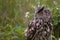 Large European Eagle Owl
