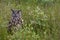 Large European Eagle Owl hidden