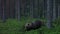 Large European predator Brown bear, Ursus arctos walking in taiga forest