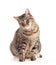 Large European tabby cat sitting