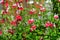 Large evergreen shrub of white and red Salvia microphylla Hot Lips flowers, commonly known as the baby sage, Graham`s or blackcurr