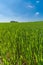 Large expanse of lush, green grass against a blue sky.