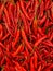 large expanse of red chilies, fresh and appetizing