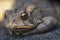 Large eyes adorn the face of a common American toad.