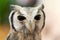 Large eyes white-faced scops owl portrait.