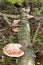 Large fairy bench mushroom on lying tree trunk