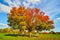 Large fall tree with vibrant colors and sitting bench