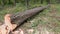 A large fallen cutted tree lies in the summer forest