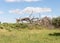 The large  fallen dry tree near the excavations of the ancient burial caves of the Sidonian near the Maresha city in Beit Guvrin,