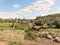 The large  fallen dry tree near the excavations of the ancient burial caves of the Sidonian near the Maresha city in Beit Guvrin,