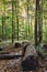 Large fallen logs on the forest floor, ON, Canada