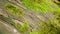 Large fallen tree overgrown with green moss. Macro shot. Top view.