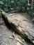 Large fallen tree trunk in a jungle trekking path