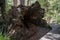 A large fallen tree in the Valley of the Ancients near Walpole