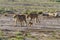 A large family of cats in the savannah Amboseli. Kenya