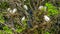 Large family of cattle egrets nesting in a tree, herons sitting in their nest in a tree, Bird breeding season during spring