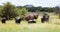 Large family herd of elephant Flapping ears and cooling off. Kruger Park safari