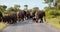 Large family herd of elephant walking towards us in the road. Kruger Park safari