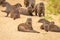 Large family troop of Banded Mongoose Mungos mungo, Queen Elizabeth National Park, Uganda.