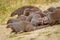 Large family troop of Banded Mongoose Mungos mungo, Queen Elizabeth National Park, Uganda.