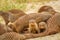 Large family troop of Banded Mongoose Mungos mungo, Queen Elizabeth National Park, Uganda.