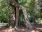 Large fancy roots of a walking ficus, a tropical tree, a banyan tree