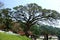 Large Fanning Tree at Sri Lankan Temple
