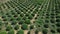 large farm growing chrysanthemums from a drone