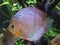 A large fatty fish floating in the sea waters of an aquarium tank. Fishing industry provides food and employment to large number o