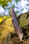 A large feather of a bird, shot against a background of tree bark and green plants