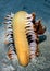 A large Feather Sea Pen  Sarcoptilus grandis  too heavy to hold it`s self upright. Philippines