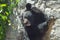 Large female black bear playfully climbed