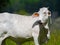 Large female free range Zebu cattle - Bos taurus indicus