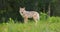 Large female grey wolf standing at the grass in the forest