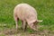 Large female pig grazing freely in the dirt in a summer field