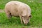 Large female pig grazing freely in a fresh green summer field