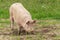 Large female pig rooting freely in the dirt in a summer field