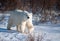 Large female polar bear