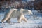 Large female polar bear