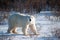 Large female polar bear