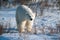 Large female polar bear